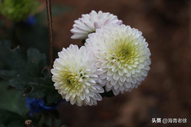 花中隐士是什么花，花中隐士是指什么花（凌霜绽妍——菊花）