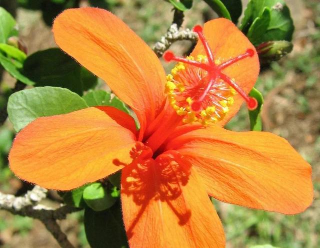 鲜花图片，鲜花图片下载 免费（分享图片：60款精美花卉图）