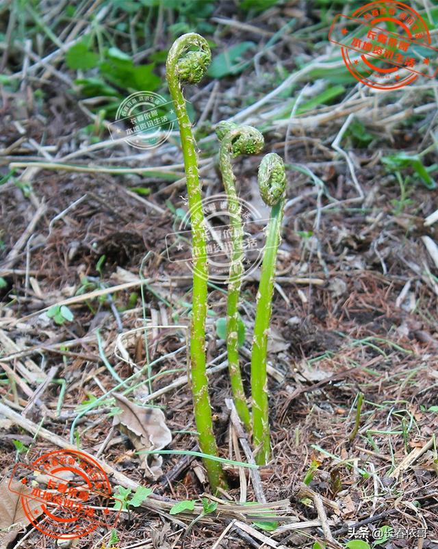 东北野生野菜有哪些，长白山中山野菜——猴子腿