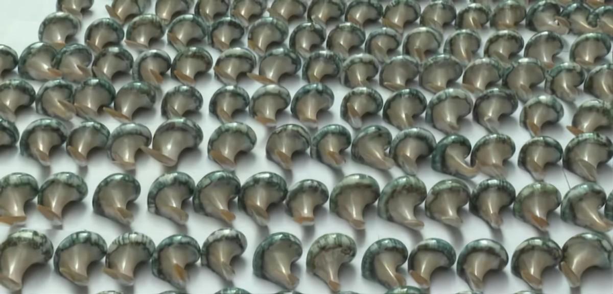 夜光蝾螺在黑暗中能发光吗，夜光蝾螺会发光吗（这种东西来自二级保护动物）