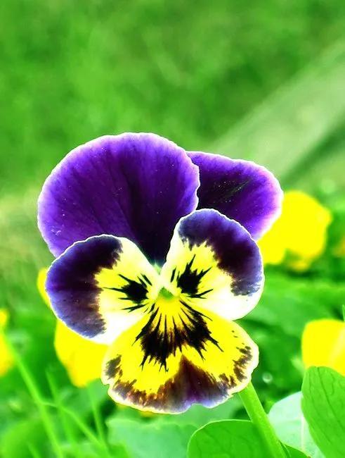 鲜花的花语和花的数目的寓意，鲜花数量的寓意（100种迷人的“数字花”）