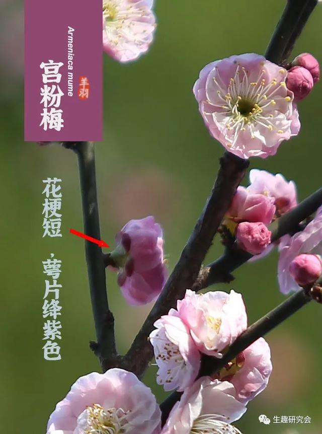 梅花常见品种图片
