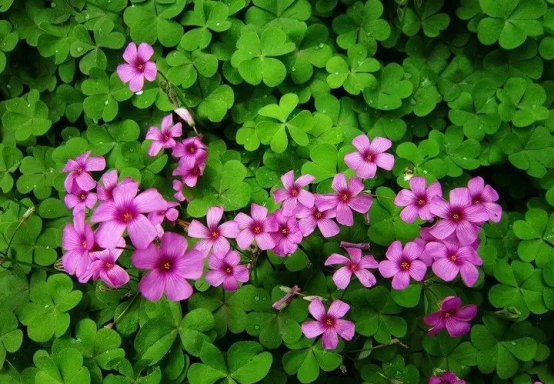 春天开的常见的花，春天的花有哪些（春天的花有哪些 名字）