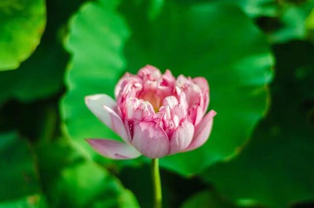 如何了解女人的内心，如何了解女人的内心并谈恋爱（当女人看透了男女之情的本质后）