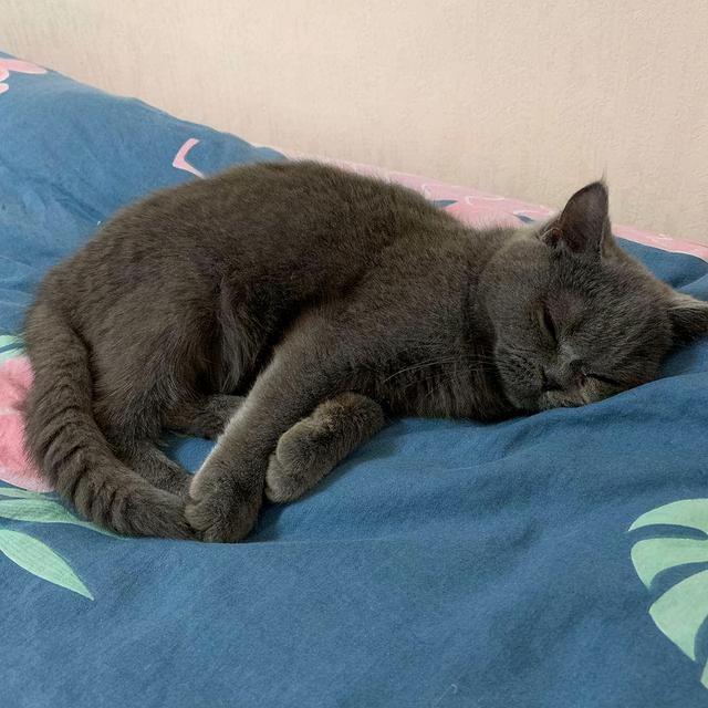 英短蓝猫容易生什么病，蓝猫“遗弃率高”不是没有道理