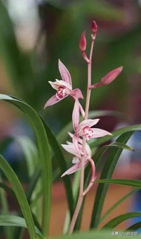 母亲节送什么花，母亲节送什么花最适合（能送给母亲的花不只是康乃馨）