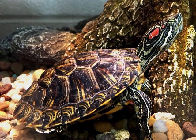 宠物乌龟起什么名字好，浅谈常见宠物乌龟种类-新手饲养篇