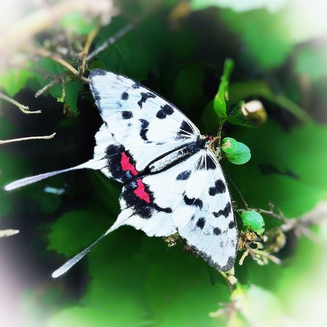 做什么梦说明爱情要来了，什么梦预示真爱到了（爱情魅力追求梦）