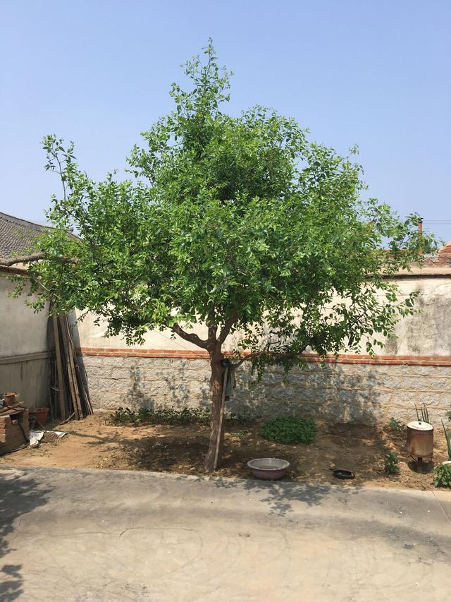 适合北方农家小院种植的果树，适合北方农家小院种植的果树图片（老人说：家里不能乱种树）