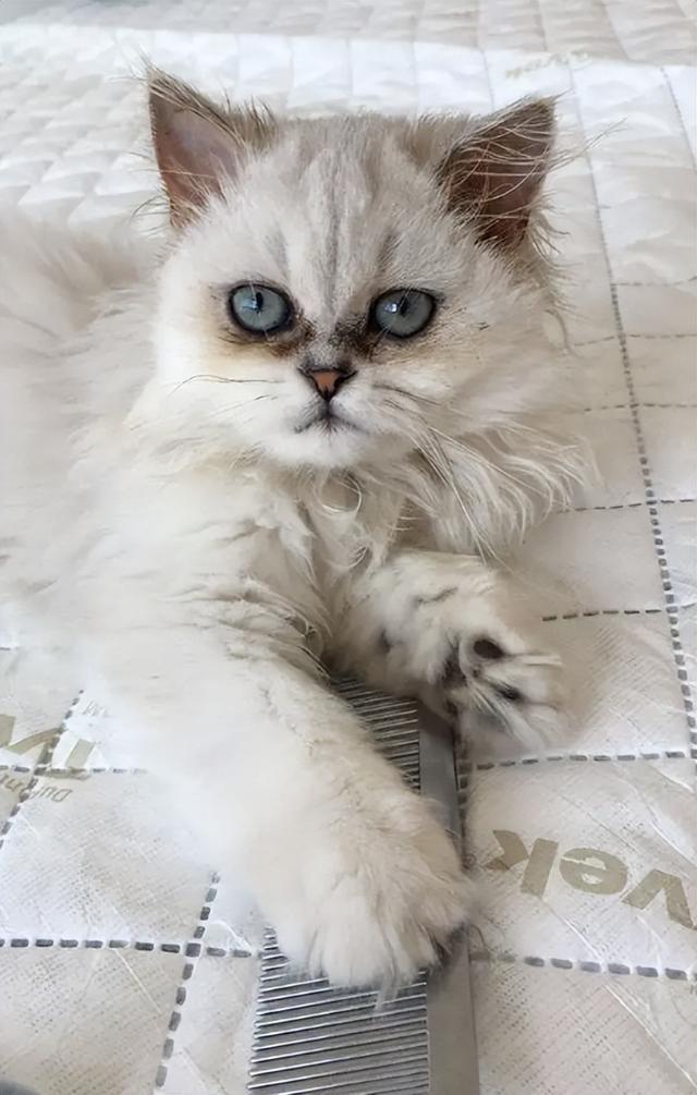 养金吉拉最忌讳什么，金吉拉为什么不能养（养金吉拉猫的“8大禁忌”）