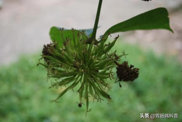 曼陀罗花的图片，曼陀罗花是什么（301味中药材的原植物彩色图谱）