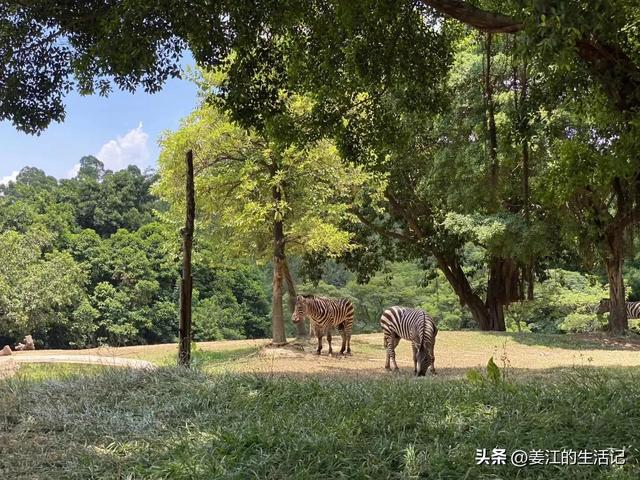 广州长隆好玩吗，广州长隆景区旅游攻略（我们去过最好玩的动物园）