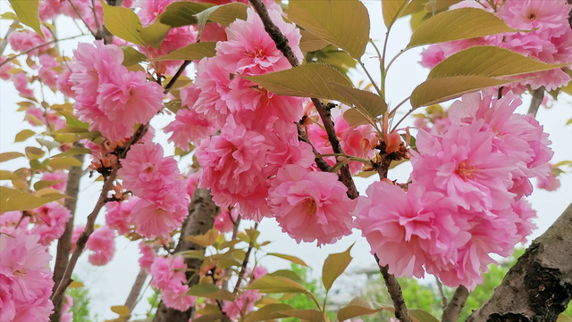 白色樱花的寓意，花语：生命、热烈、纯洁、高尚