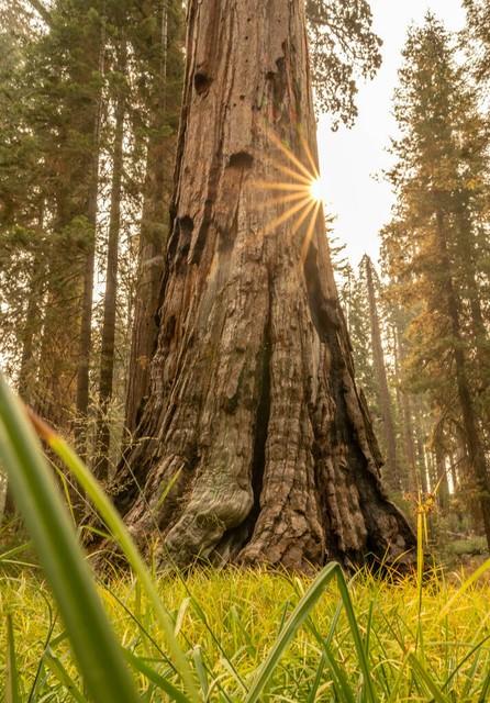 世界上最高的地方，比珠穆朗玛峰还高的山（‖美国加州红杉树‖巨树国家公园）