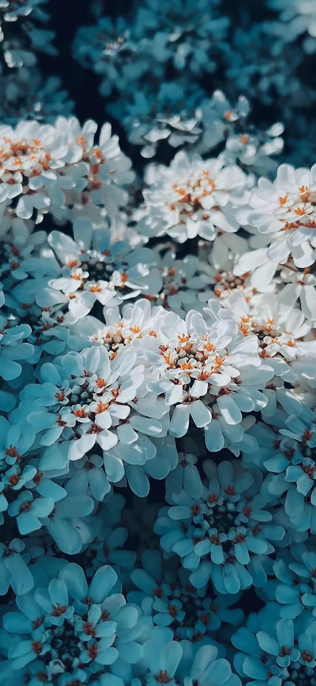 温柔花朵系列全屏壁纸,超清精美图片(高清花朵壁纸唯美) - 彝家农业网