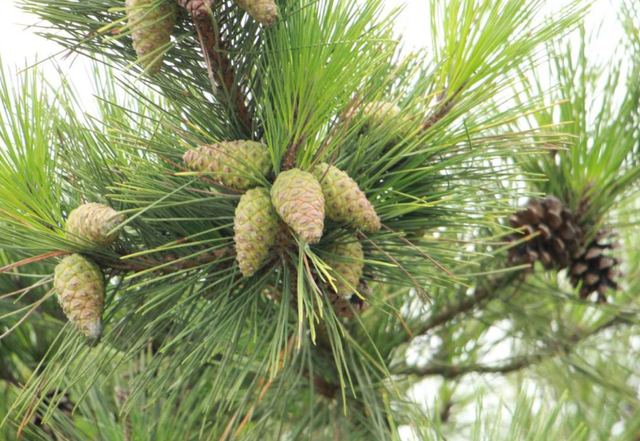 松树的寓意象征是什么，松树摆件寓意是什么（5种树寓意积极向上）