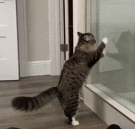 timi是什么意思，timi中是什么意思（“养了一只患有听力障碍的小猫咪）