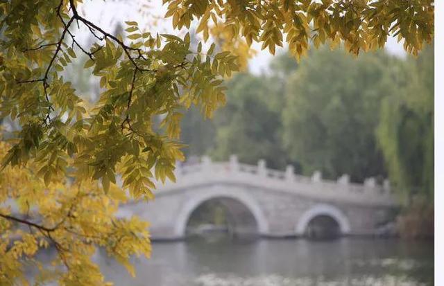 关于树的优美句子，关于树的优美句子三年级（文案，树树皆秋色，山山唯落晖）