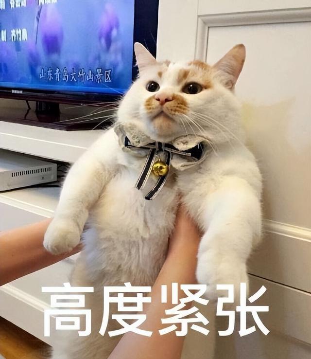 抱猫的四种方法，“抱猫”的4种错误方式