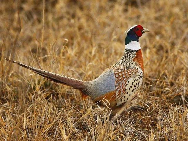 人工孵鸡蛋的方法，人工孵鸡蛋的方法有哪些（七彩山鸡的人工养殖技术）