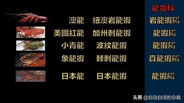 小龙虾属于海鲜类吗，小龙虾是海鲜吗（龙虾：从小龙虾到大花龙）