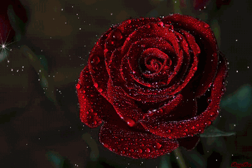 999朵玫瑰，送你999朵动态玫瑰花（999朵玫瑰邰正宵）