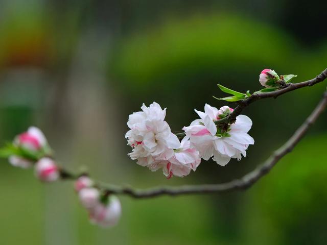 什么样的桃花形容词，桃花的形容词有哪些（阳春三月）