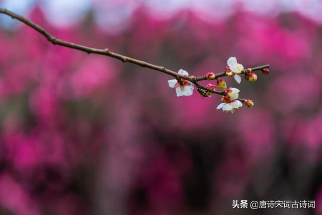 陌上花开的意思是什么，陌上花开现代解释含义（古人的浪漫，美哭了）