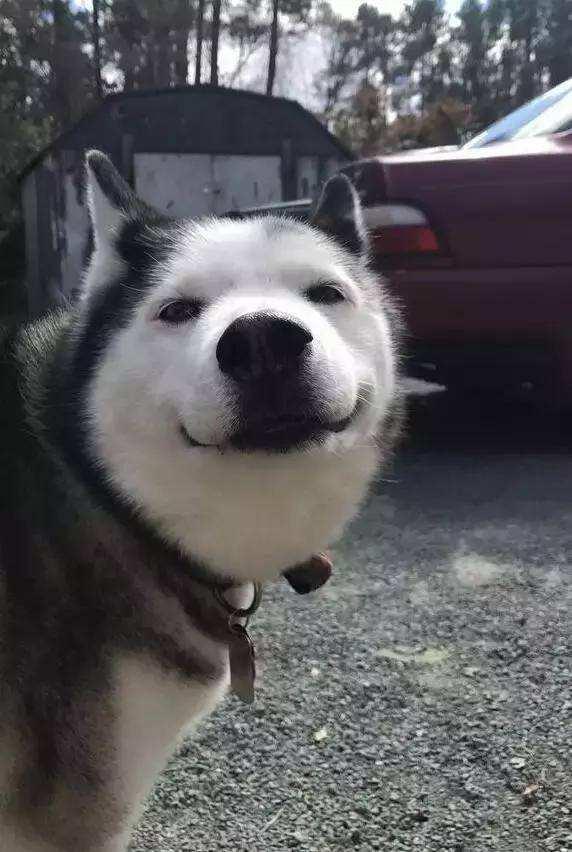 犬和狗有什么区别，犬与狗的区别（“养狗”和“不养狗”的区别）