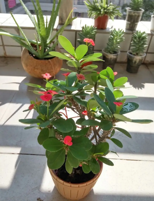 室内植物100种大盆栽，好养而又适合室内养殖的盆栽（园艺师给大家介绍10种适合室内养的花卉盆栽）