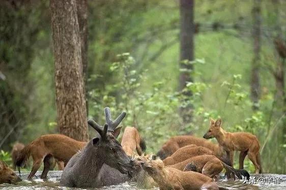 战力最强的老虎，老虎的战斗力排第几（豺狼虎豹中的豺究竟有多厉害）