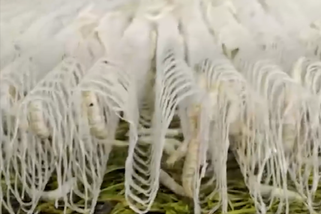 蚕茧价格多少一斤2020，蚕茧价格（他靠养蚕致富，年收入将近千万）