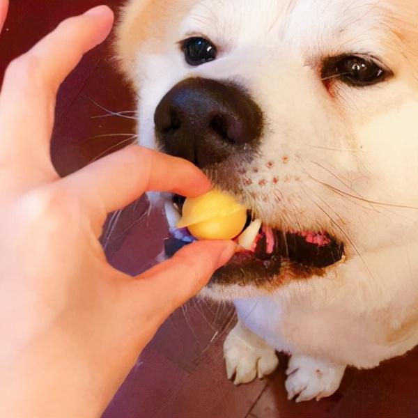 狗狗营养指南（配种后和生产期间的饮食建议）