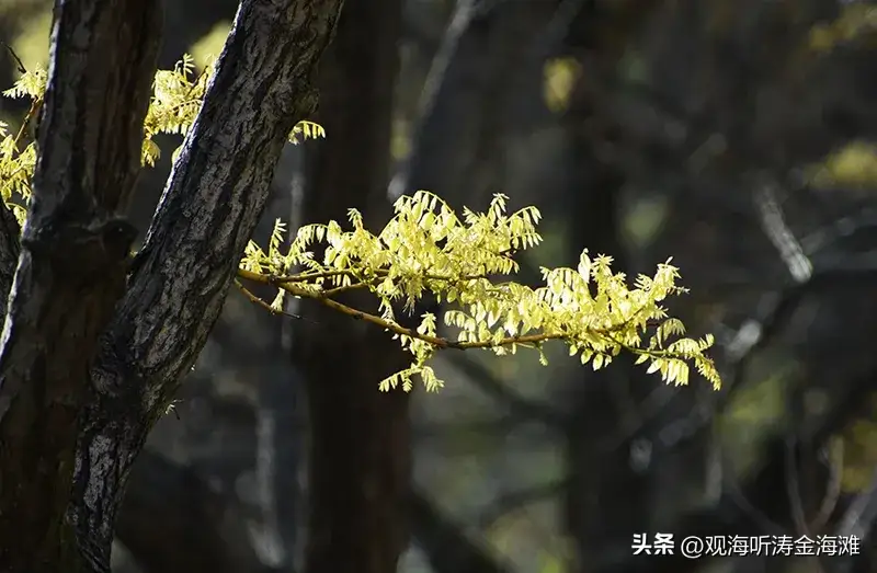 教师职称是每个教师追求上进的动力，取消职称是不是给那些不求上进的人松了绑呢？