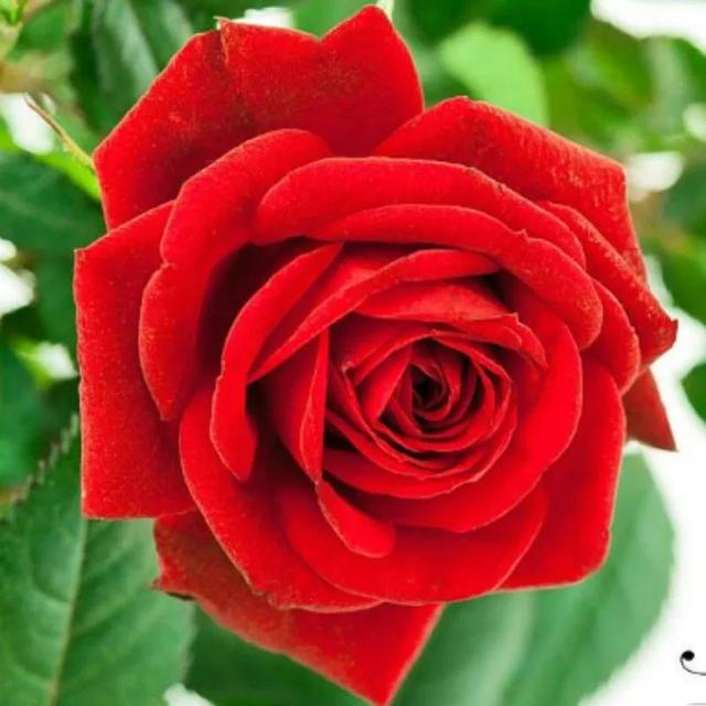 比较有个性一点的花花语，花语是个性的花（十大浪漫花语）