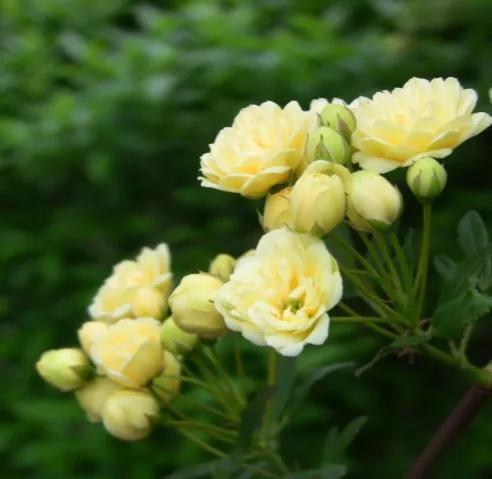 木香花为什么叫鬼招手，木香花为什么不能种（黄木香花，鬼招手）