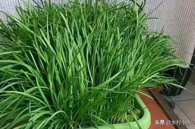 菲菜怎么做好吃，韭菜的做法有哪些（在家用泡沫箱种韭菜）