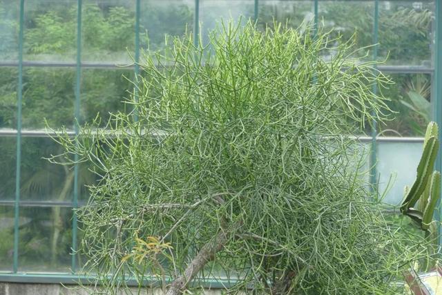 节节草治痔疮，节节草有什么功效（这些植物打着“光棍”活着）