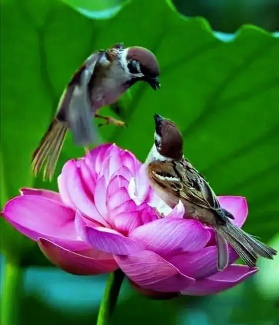 夏天荷花的描写，描写夏天荷花的景色（夏日荷花別样美）