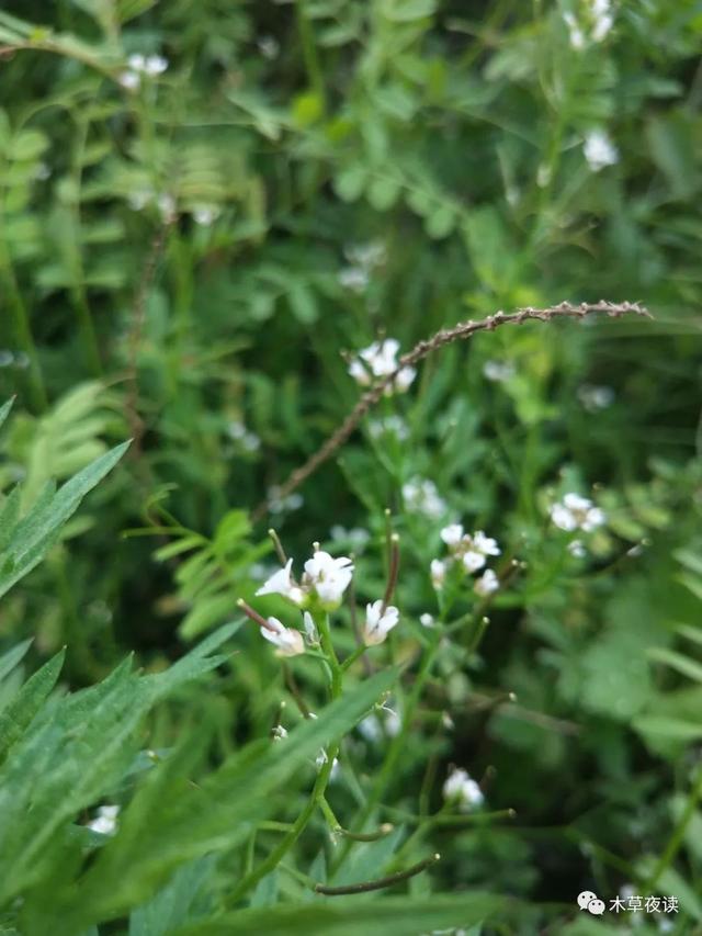 那些四月里开出绚烂花儿的野生植物们，四月有什么花开花