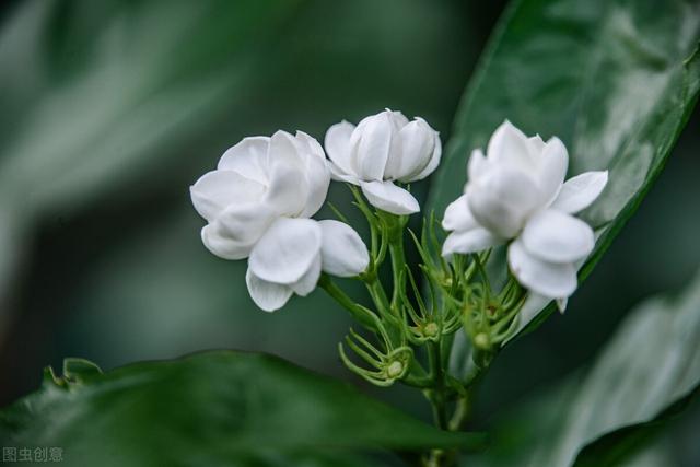 茉莉花可以泡茶吗，茉莉花茶哪个好喝（却不适合“在家”养）