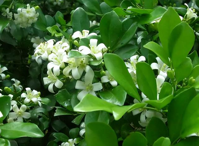 室内养什么花最好，室内适合养什么样的花（最香的10种花）