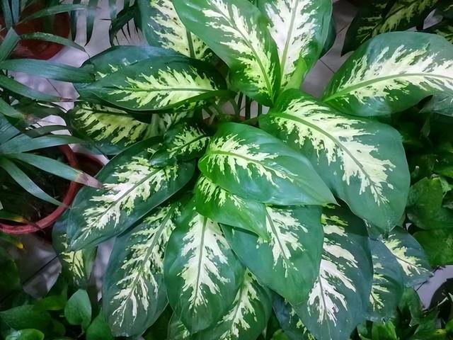 金丝吊蝴蝶花语是什么，金丝吊蝴蝶的花语（家里一放“转运气”）