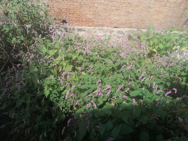 红花子的功效与作用，栀子花的功效与作用（红蓼的前世今生）