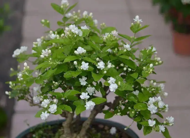 室内养什么花最好，室内适合养什么样的花（最香的10种花）