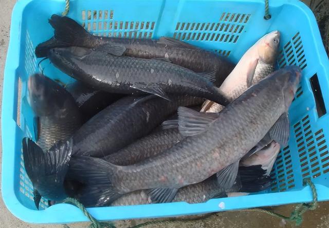 青鱼是什么鱼，四大家鱼中的青鱼是什么鱼（为何会被称为“索命鱼”）