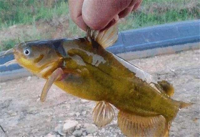 春季桥筏钓鱼技巧，冬季桥筏钓鱼技巧（这2种钓法更简单有效）