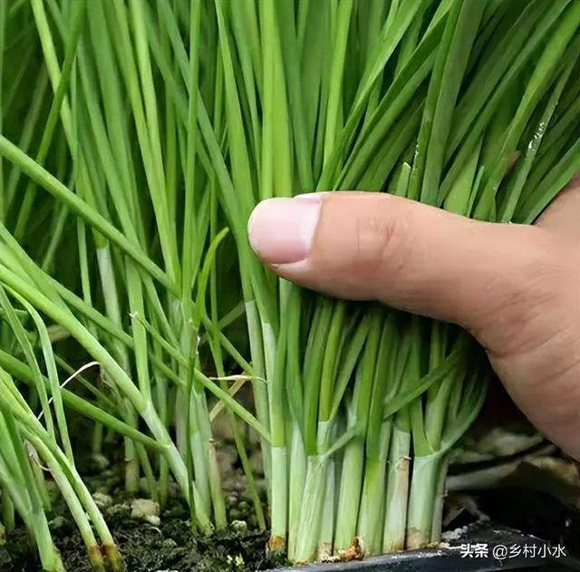 菲菜怎么做好吃，韭菜的做法有哪些（在家用泡沫箱种韭菜）