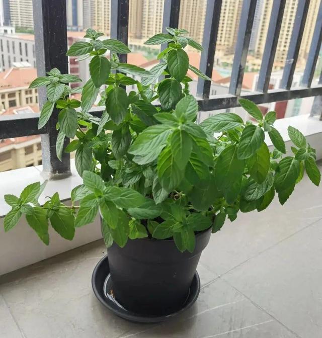 适合卧室养的花，卧室适合养什么花（卧室养4种花）