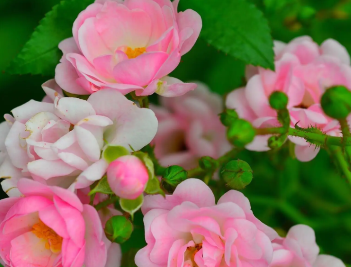 敢做大事业的星座女，白羊座死心了还能挽回吗（事业取得不错进展）